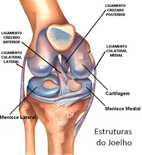 estrutura-do-joelho